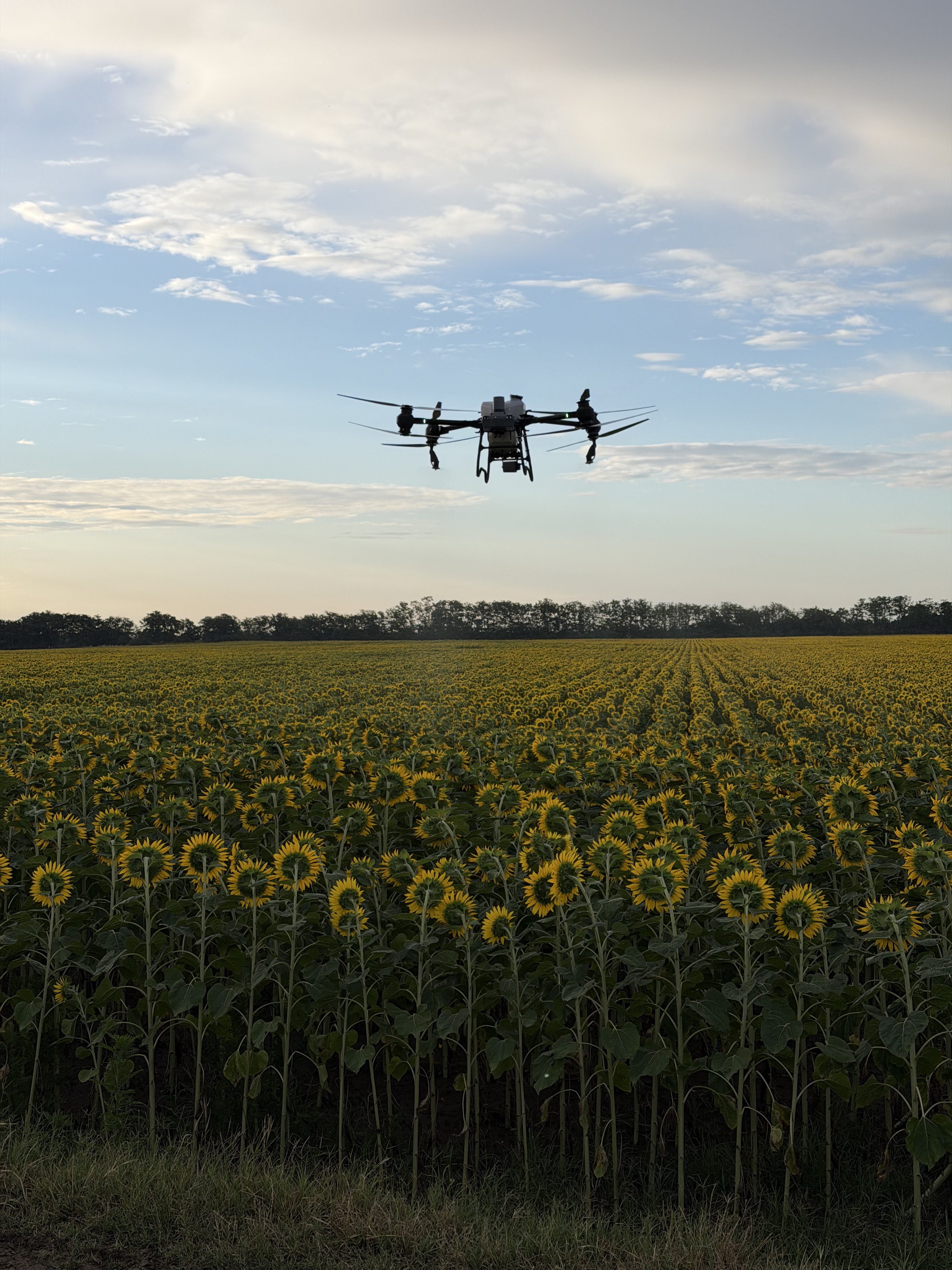 DJI Agras T50 napraforgótábla felett repül